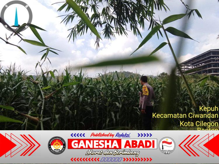 Bhabinkamtibmas Ciwandan Rutin Monitoring Tanaman Jagung, Dukung Program Ketahanan Pangan