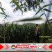 Bhabinkamtibmas Ciwandan Rutin Monitoring Tanaman Jagung, Dukung Program Ketahanan Pangan