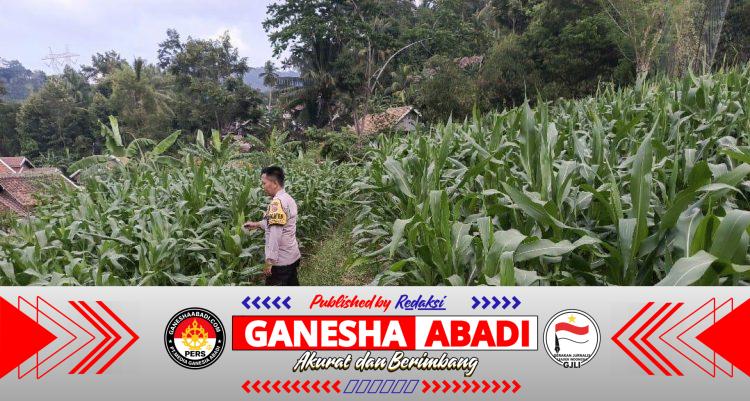 Turun ke Ladang, Bripka Gheri dan Brigadir Chaeruman Pantau Perkembangan Tanaman Jagung