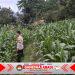 Turun ke Ladang, Bripka Gheri dan Brigadir Chaeruman Pantau Perkembangan Tanaman Jagung