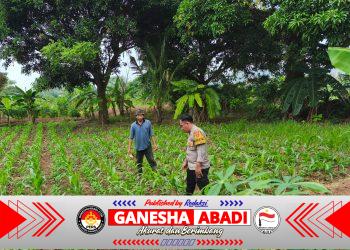 Bhabinkamtibmas Polsek Puloampel Pantau Lahan Jagung Kelompok Tani Sinar Jaya di Desa Sumuranja