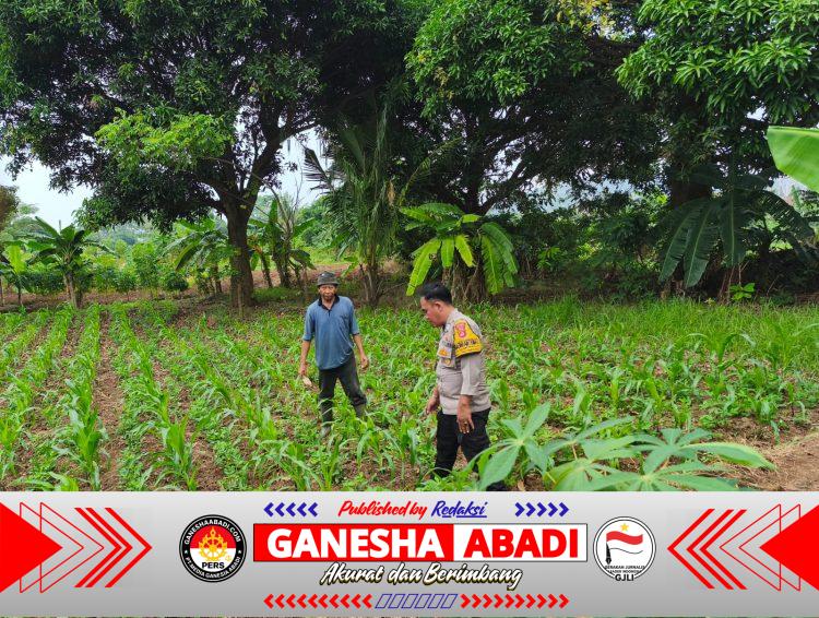 Bhabinkamtibmas Polsek Puloampel Pantau Lahan Jagung Kelompok Tani Sinar Jaya di Desa Sumuranja
