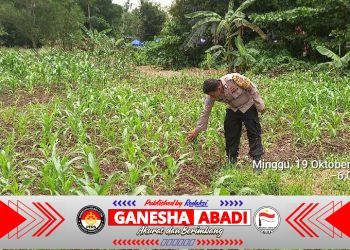 Bhabinkamtibmas Kota Bumi Pantau Langsung Tanaman Jagung, Dukung Ketahanan Pangan