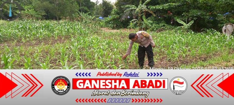 Bhabinkamtibmas Kota Bumi Pantau Langsung Tanaman Jagung, Dukung Ketahanan Pangan