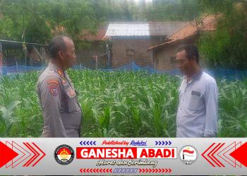 Perawatan Tanaman Jagung, Kapolsek Pulomerak Tekankan Pentingnya Ketahanan Pangan