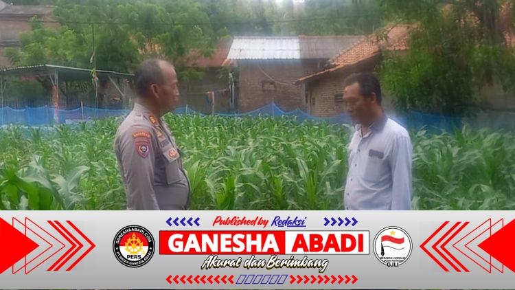 Perawatan Tanaman Jagung, Kapolsek Pulomerak Tekankan Pentingnya Ketahanan Pangan