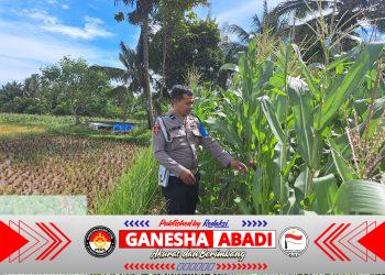 Bhabinkamtibmas Polsek KP Banten cek dan Kontrol pengolahan Lahan Jagung