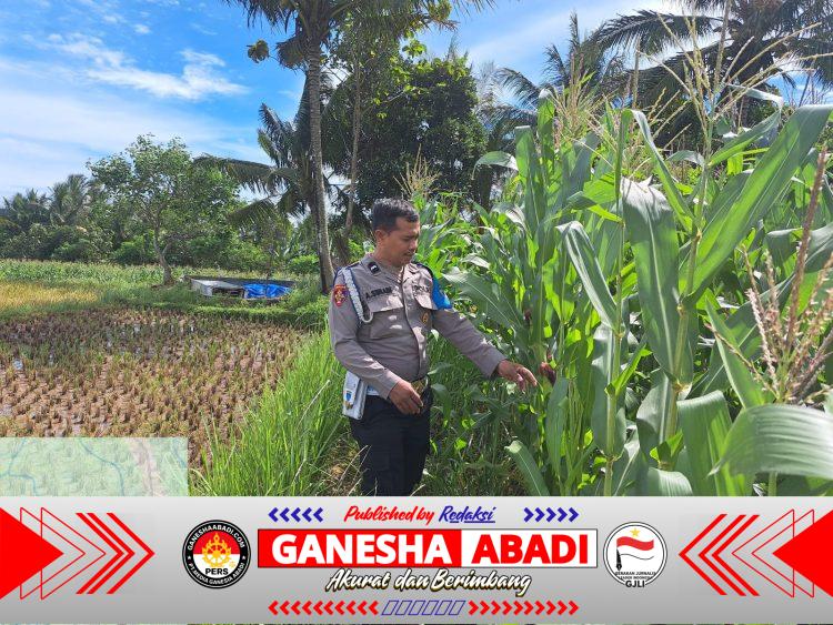 Bhabinkamtibmas Polsek KP Banten cek dan Kontrol pengolahan Lahan Jagung