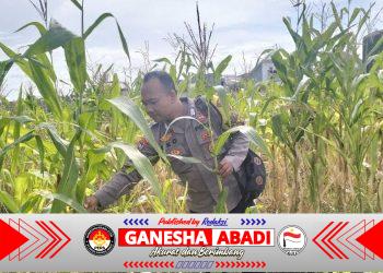 Implementasi Program Asta Cita, Personel Bhabinkamtibmas Polsek Cibeber Monitoring Perkebunan Jagung