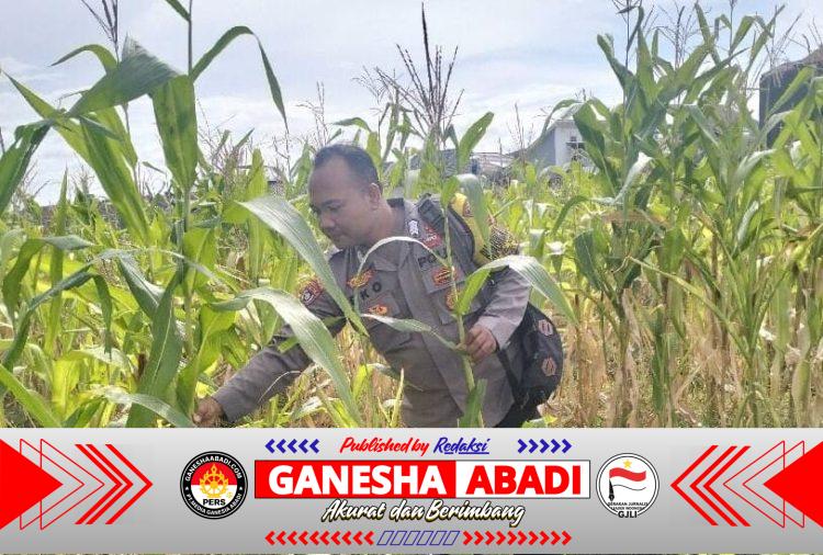 Implementasi Program Asta Cita, Personel Bhabinkamtibmas Polsek Cibeber Monitoring Perkebunan Jagung