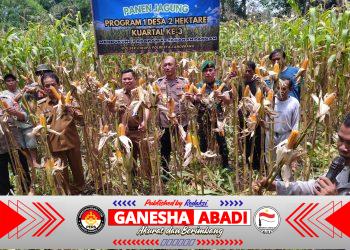 Polsek Cikupa Panen Jagung Hibrida Kuartal III Dukung Program Ketahanan Pangan