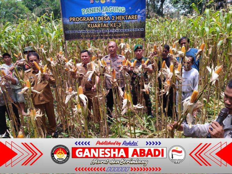 Polsek Cikupa Panen Jagung Hibrida Kuartal III Dukung Program Ketahanan Pangan
