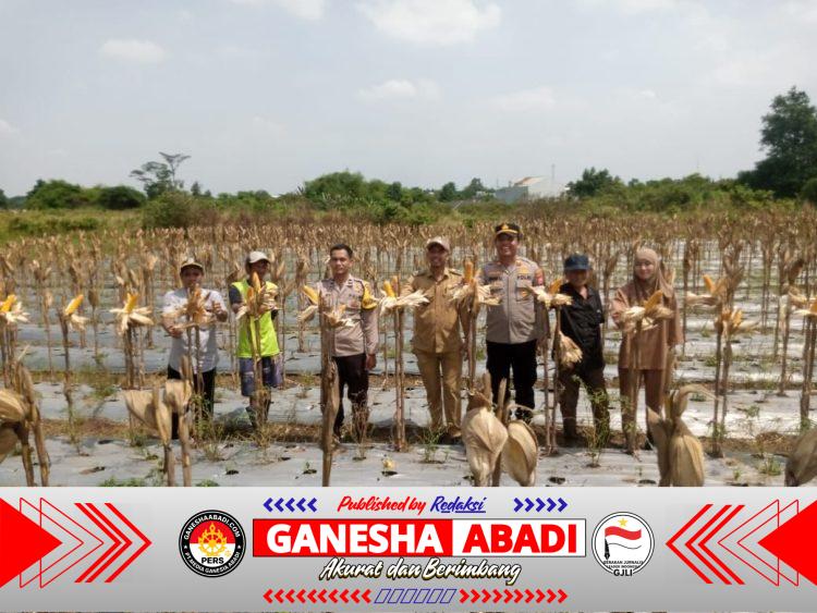 Panen Jagung di Desa Peusar, Polsek Panongan Dukung Ketahanan Pangan Nasional