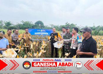Polsek Cikupa Panen Jagung Hibrida Kuartal III, Dukung Program Ketahanan Pangan Nasional