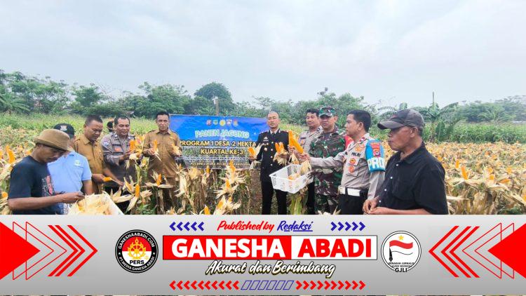 Polsek Cikupa Panen Jagung Hibrida Kuartal III, Dukung Program Ketahanan Pangan Nasional