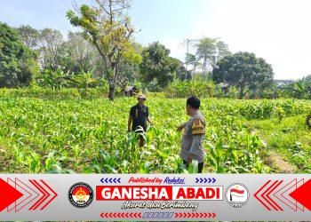 Pantau lahan jagung pok tani sinarjaya kecamatan.puloampel Desa sumranja oleh Bhabinkamtibmas Polsek Puloampel