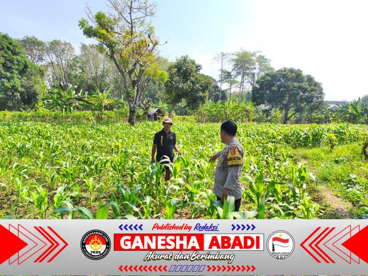 Pantau lahan jagung pok tani sinarjaya kecamatan.puloampel Desa sumranja oleh Bhabinkamtibmas Polsek Puloampel