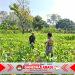 Pantau lahan jagung pok tani sinarjaya kecamatan.puloampel Desa sumranja oleh Bhabinkamtibmas Polsek Puloampel