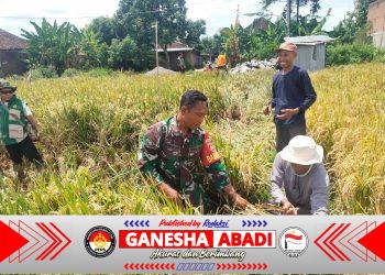 Pastikan Data Produksi Akurat, Babinsa Dampingi Ubinan Padi