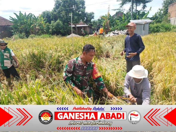 Pastikan Data Produksi Akurat, Babinsa Dampingi Ubinan Padi