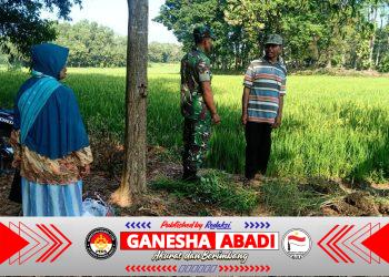Babinsa Klego Pantau Pertumbuhan Padi Program Pompanisasi, Dukung Swasembada Pangan di Boyolali