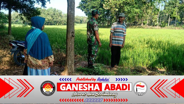 Babinsa Klego Pantau Pertumbuhan Padi Program Pompanisasi, Dukung Swasembada Pangan di Boyolali