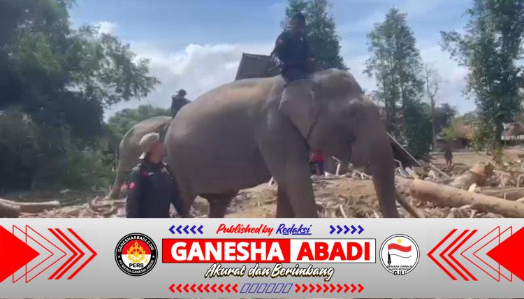 Empat Gajah BKSDA Aceh Dikerahkan Bantu Bersihkan Material Banjir di Pidie Jaya, Sekaligus Dukung Trauma Healing Anak-Anak