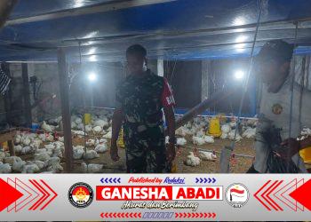 Babinsa Koramil Simo Dampingi Peternak Ayam Potong di Boyolali, Tekankan Kebersihan Kandang