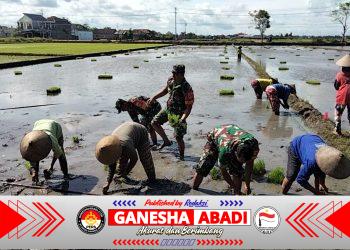 Babinsa Koramil Masaran Dampingi Tanam Padi Program Ke-3, Dukung Ketahanan Pangan Nasional