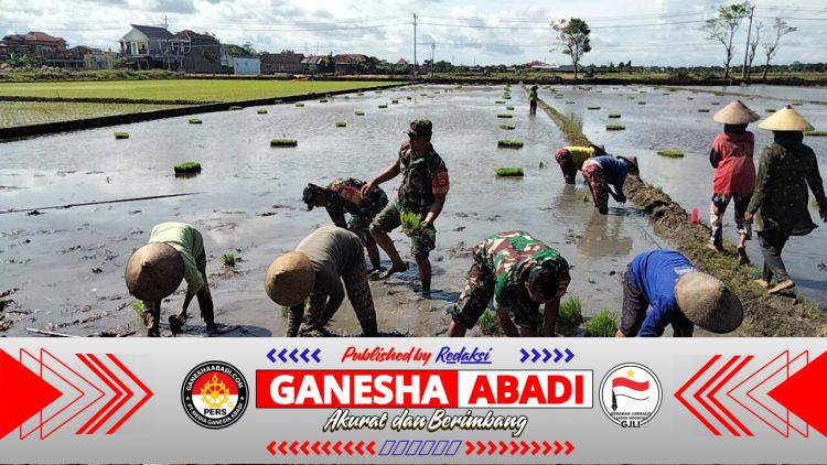 Babinsa Koramil Masaran Dampingi Tanam Padi Program Ke-3, Dukung Ketahanan Pangan Nasional