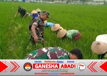 Babinsa Kodim 0725/Sragen Turun ke Sawah, Perkuat Ketahanan Pangan dari Desa Puro