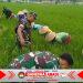 Babinsa Kodim 0725/Sragen Turun ke Sawah, Perkuat Ketahanan Pangan dari Desa Puro