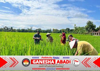 Babinsa Koramil Jenar Turun ke Sawah, Kawal Pertumbuhan Padi Demi Ketahanan Pangan Nasional