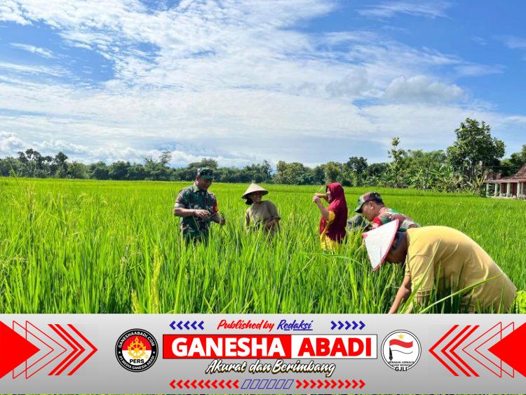Babinsa Koramil Jenar Turun ke Sawah, Kawal Pertumbuhan Padi Demi Ketahanan Pangan Nasional