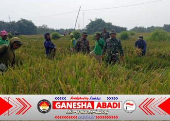 Babinsa Kebonromo Dampingi Panen Padi IR 32, Perkuat Ketahanan Pangan Sragen