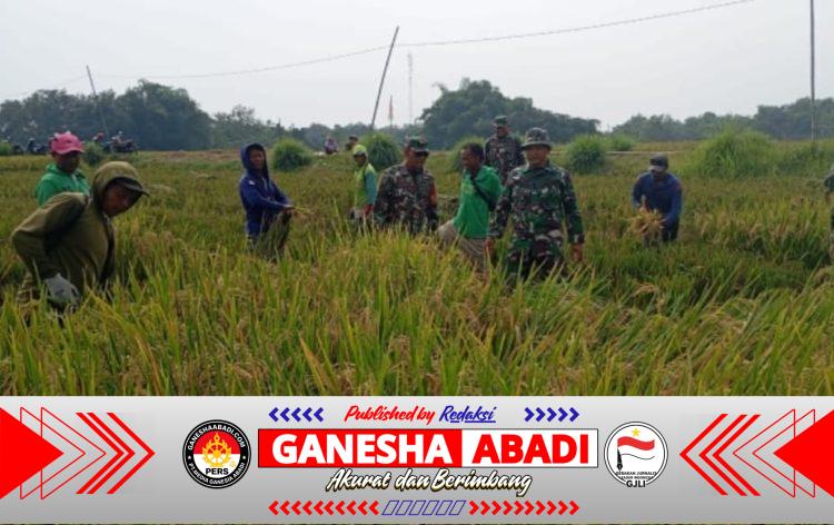Babinsa Kebonromo Dampingi Panen Padi IR 32, Perkuat Ketahanan Pangan Sragen