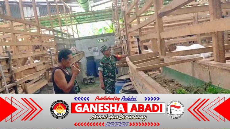 Babinsa Cari Ilmu ke Peternak, Pelajari Cara Memilih Bibit Kambing Unggul