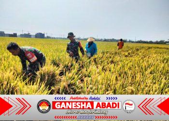 Babinsa Laksanakan Pendampingan Petani Saat Panen Padi untuk Tingkatkan Ketahanan Pangan