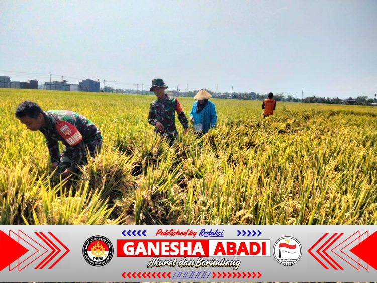 Babinsa Laksanakan Pendampingan Petani Saat Panen Padi untuk Tingkatkan Ketahanan Pangan