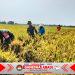 Babinsa Laksanakan Pendampingan Petani Saat Panen Padi untuk Tingkatkan Ketahanan Pangan