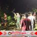 Pohon Tumbang Tutup Jalan Simo–Klego,Babinsa dan Warga Bergerak Cepat Selamatkan Akses