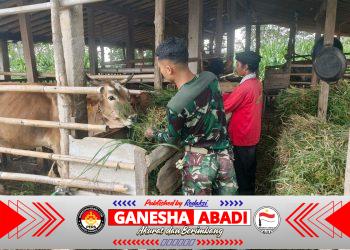 ‎Kisah Hangat Satgas TMMD Memberi Pakan Demi Sapi Tetap Sehat