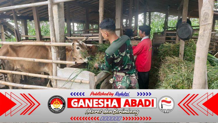 Kisah Hangat Satgas TMMD Memberi Pakan Demi Sapi Tetap Sehat