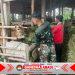 ‎Kisah Hangat Satgas TMMD Memberi Pakan Demi Sapi Tetap Sehat