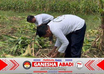 Dukung Ketahanan Pangan Nasional, SAE Paswangi Lapas Banyuwangi Hasilkan Jagung Berkualitas