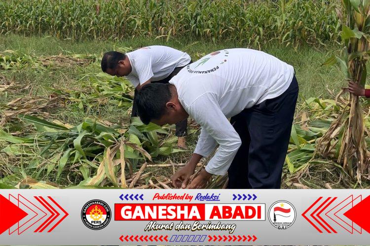 Dukung Ketahanan Pangan Nasional, SAE Paswangi Lapas Banyuwangi Hasilkan Jagung Berkualitas