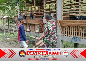 Babinsa Balongpanggang Laksanakan Komsos dan Pendampingan Peternak Kambing di Kedungpring