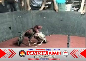 Dugaan Sabung Ayam di Tulungagung Kembali Mencuat, Publik Desak Aparat Bertindak Tegas dan Transparan