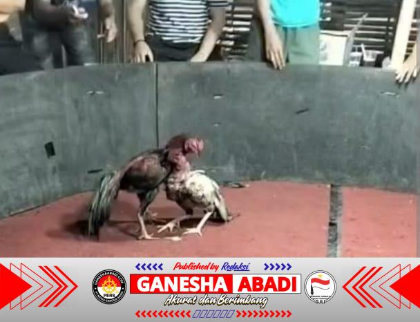 Dugaan Sabung Ayam di Tulungagung Kembali Mencuat, Publik Desak Aparat Bertindak Tegas dan Transparan