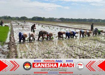 Babinsa Bergelut dengan Lumpur, Semangat Tanam Padi Bersama Petani